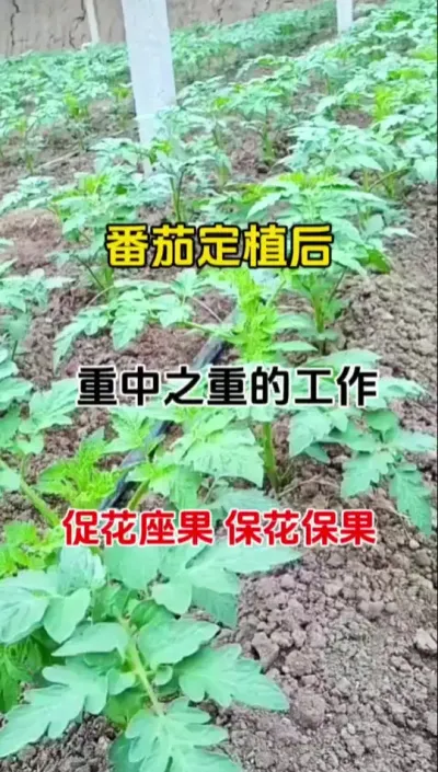 番茄种下后。重中之重的工作，促花座果保花保果#番茄种植 #抖音助农 #促花催花座果灵