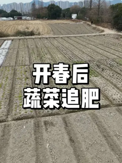 开春后哪些蔬菜需要追加肥料 #农业种植 #种植 #三农 #种菜