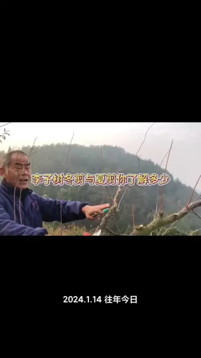 李子树修剪，冬季修剪和夏季修剪别弄错了！#李子树管理 #李子树修剪 #果树种植 #种果树的苏老师