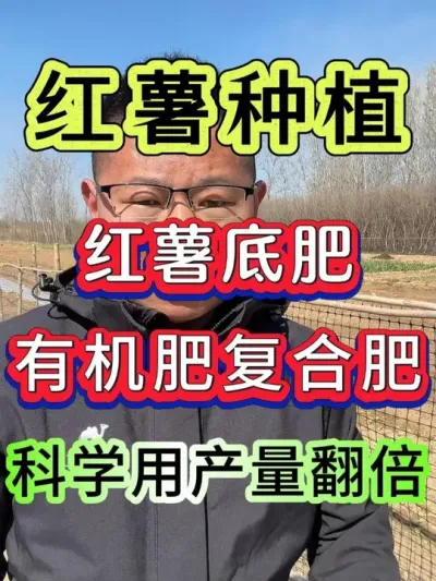 红薯底肥有机肥和复合肥科学用产量翻倍 红薯底肥有机肥和复合肥科学用产量翻倍#红薯 #红薯种植 #红薯高产种植 #红薯种植技术 #种红薯