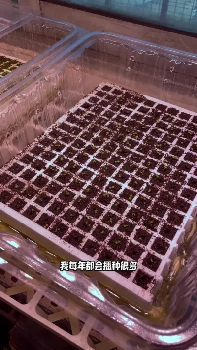 籽播草莓 春天这温度草莓生长速度非常快#盆栽草莓 #阳台种植 #田园生活 #水培植物