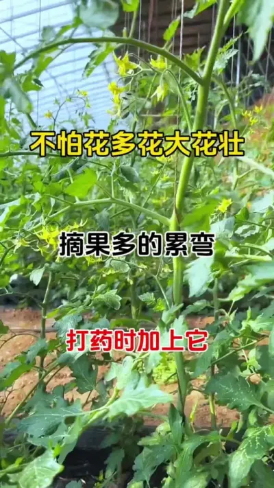 如果您不嫌弃花开的茂盛，果结的又大又密，打药的时候加上它#三农种植 #番茄种植 #促花催花座果灵