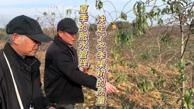 不论季节肥水管理是关键，好的管理决定了你下一年的产量 #田间地头实操干货 #来抖音学农枝 #三农 #果树管理 #果树修剪