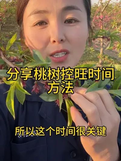 桃树控旺 #传播农业小知识 #分享农业知识帮农民增产增收 #果树管理技术 #农业植保知识分享 #自家果园