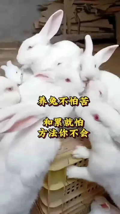 养兔不怕苦和累，就怕方法用不对#兔子 #养兔人 #肉兔养殖 #养兔子注意事项 #科学养兔