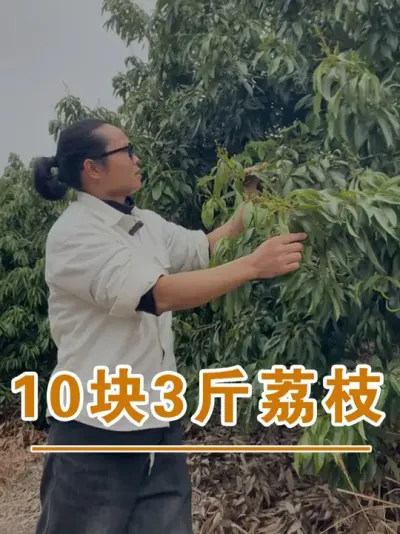 荔枝初级农产品转零售#广西灵山荔枝果苗#农业创业#抖音新农人计划2025#吕老师种果苗