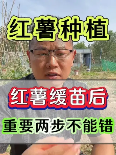 红薯缓苗后重要两步不能错 #红薯 #红薯种植 #红薯高产种植 #红薯高产种植技术 #红薯高产
