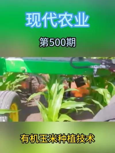 有机玉米种植技术 #服务三农支持三农 #现代农业机械 #抖音助农 #农业种植 #科技农业创新农业