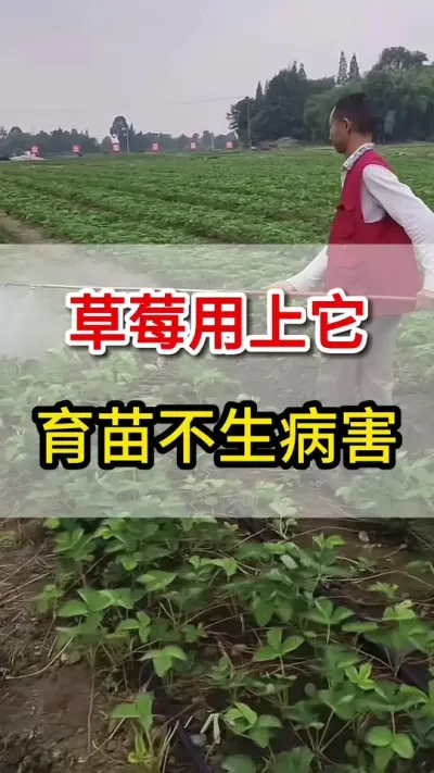 育苗用上它，草莓病害不敢来#育苗#三农#三农