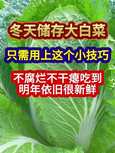 冬天储存大白菜用上这个小技巧不腐烂不干瘪吃到明年依旧很新鲜 #白菜储存 #白菜储存方法 #白菜种植 #蔬菜种植 #农业种植