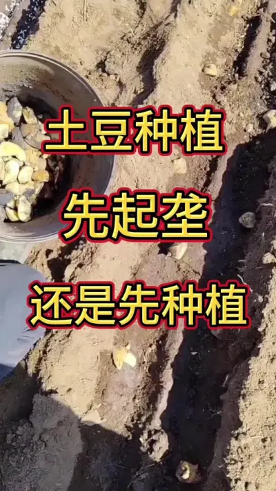 种土豆