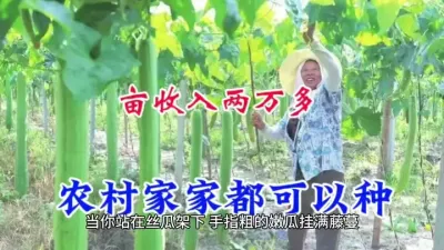 农村种出&ldquo;金条条&rdquo;，一年种三茬，亩入2万，手把手教你赚大钱 #三农 #农村致富好项目 #丝瓜种植 #农业知识 #抖音助农