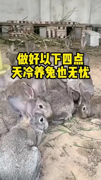 做好以下四点，天冷养兔也无忧#养殖 #三农 #肉兔养殖 #养兔