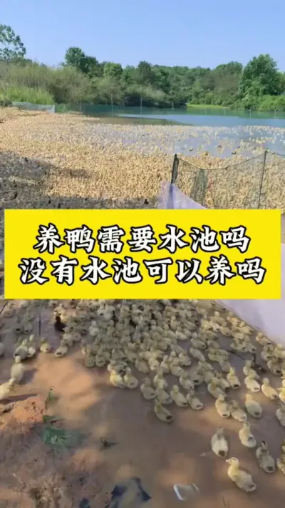 养鸭需要水池吗#鸭子养殖 #养鸭技术 #科学养鸭 #养鸭技术分享 #养鸭流程