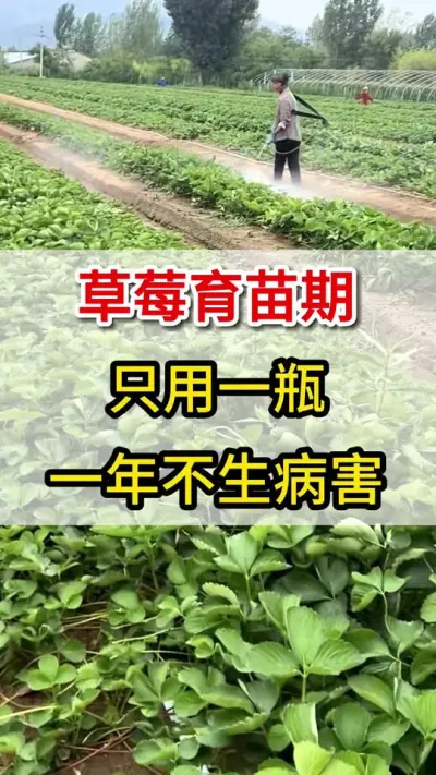 只需要这一瓶，草莓各种病害不入侵#三农 草莓#育苗