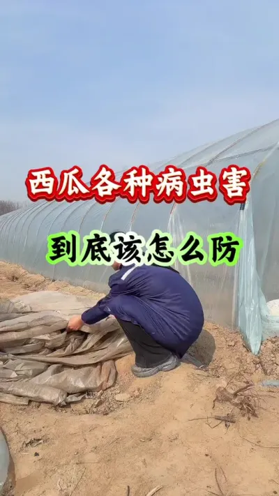 西瓜种植 西瓜各种病虫害到底怎么防#西瓜种植#西瓜管理#西瓜高产#种西瓜#病害防治