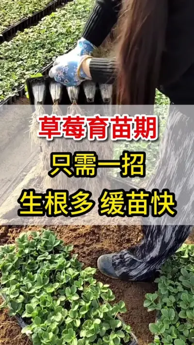 草莓育苗期，只需要这一招，快速生根又壮苗#三农流量扶持计划