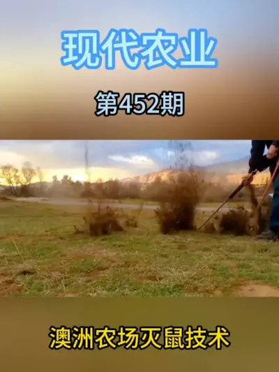 澳洲农场灭鼠技术 #灭鼠 #农场鼠患 #鼠患 #农业种植 #三农流量扶持计划