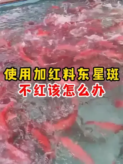 加红料东星斑不红怎么办 #养鱼日记 #水产养殖 #养鱼人 #农村 #养殖