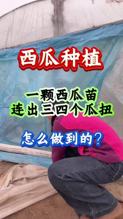 西瓜种植 一颗西瓜苗连出三四个瓜扭怎么做到的#西瓜种植 #西瓜管理