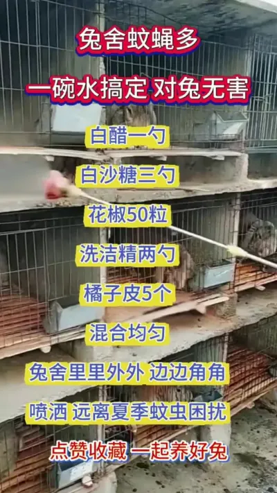 天热兔场蚊蝇多，学会这样搭配，一招轻松搞定#养兔人 #兔子 #肉兔养殖 #兔子养殖