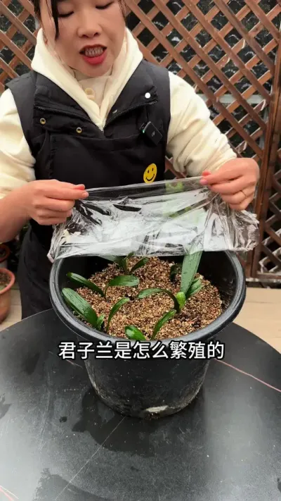 君子兰是怎么繁殖的？你知道吗？#君子兰 #种植小技巧 #君子兰繁殖