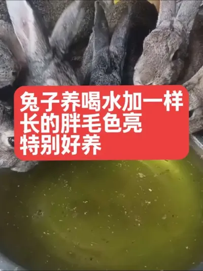 兔子喝水加一样，毛色亮长的胖，一整年都特别好养 #兔子#三农#养殖#养兔#养兔人