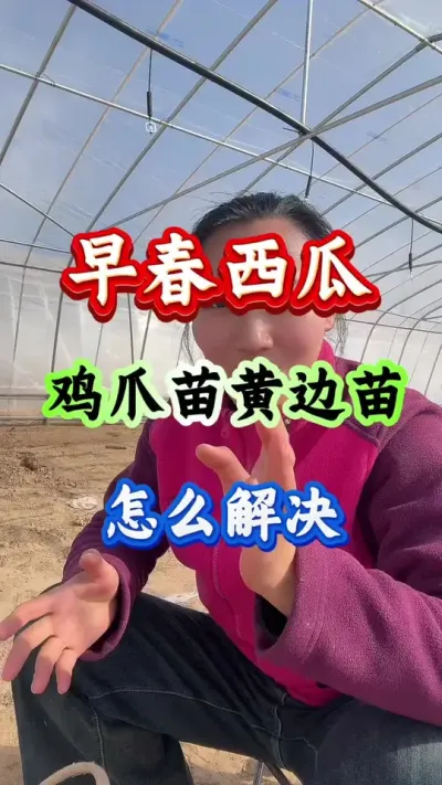 早春西瓜 鸡爪苗黄边苗怎么解决#西瓜种植 #西瓜管理 #西瓜高产