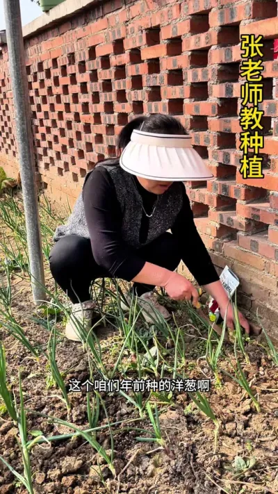 洋葱返青如何管理#每天分享蔬菜种植技巧 #关注我一起学种菜 #种菜小技巧 #洋葱种植全过程