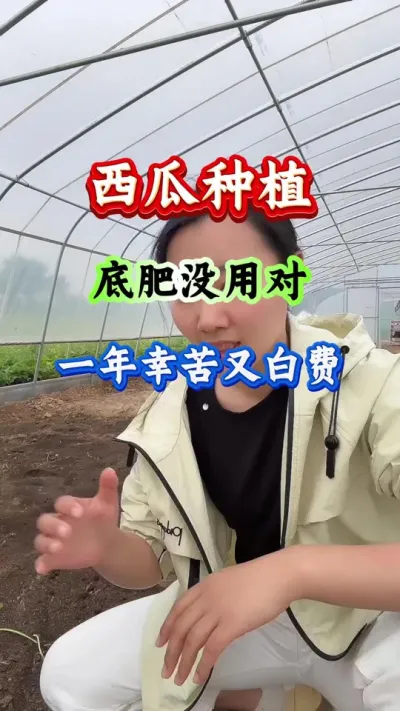 西瓜种植 西瓜种植底肥没用对一年辛苦又白费 #科学种植 #西瓜种植 #西瓜高产