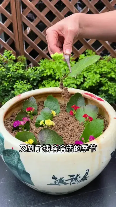 又到了查啥啥活的季节，这些花不用买，揪片叶子就能活#扦插 #种植小技巧 #爱生活爱养花