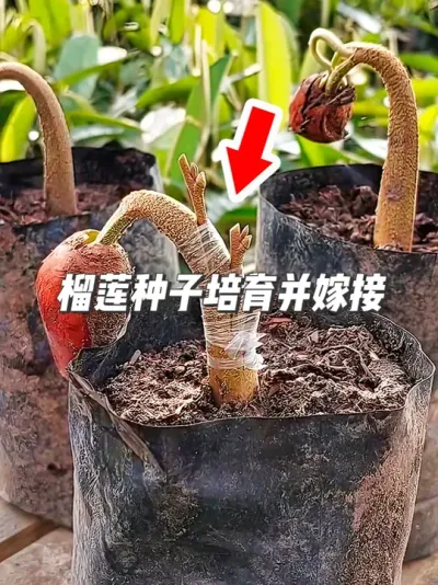 揭秘！如何将榴莲种子培育成苗，并成功嫁接 #种植小技巧#园艺小技巧 #榴莲种子种植方法 #种水果 #种榴莲