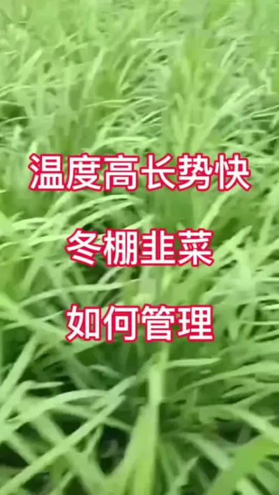 温度高 长势快 冬棚韭菜 如何管理  #韭菜种植与管理  #韭菜种植  #韭菜高产 #种植小技巧 #农业种植