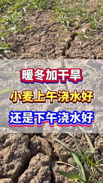 暖冬加干旱，小麦上午浇水好？还是下午浇水好？#小麦种植  #小麦高产  #小麦浇水 #小麦种植管理技术