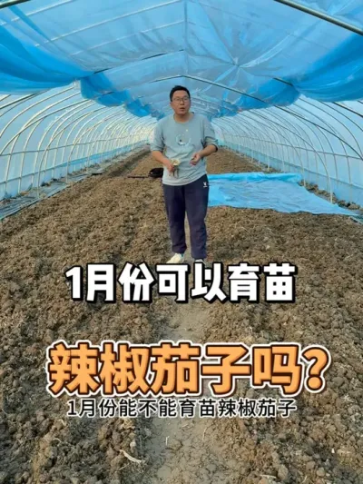 一月份可以育苗辣椒茄子吗？ #农业种植 #三农 #种植 #种菜 #种植小技巧