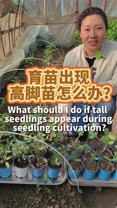 育苗出现高脚苗怎么办？ #种植小技巧 #在家种菜 #育苗 #高脚苗 #阳台种菜