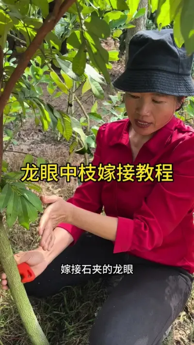 中枝嫁接的教程#嫁接技术 #2024新农人计划 #dou来广东百千万 #抖音创作季