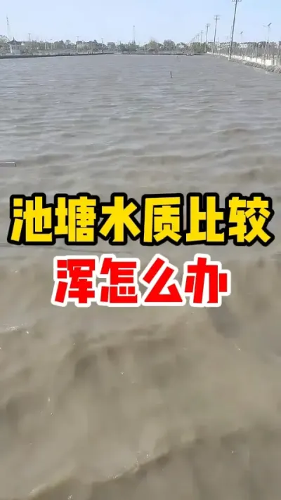 池塘水质比较浑怎么办 #水产养殖 #养殖基地 #养鱼 #三农 #养鱼人