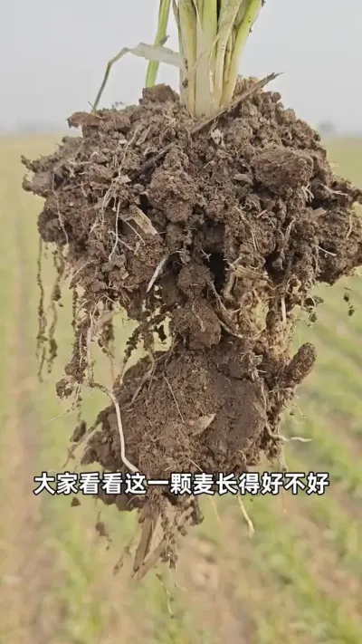 #分享农业知识帮农民增产增收 #抖音助农 #传播农业小知识 #三农种植 #农业种植
