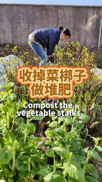 收掉的菜梆子怎么处理 不要丢掉，全部拿来做堆肥，做出来的肥还给土壤肥沃土壤。#种植小技巧 #堆肥 #土壤改良 #堆肥发酵 #我爱种菜