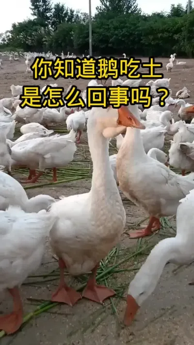 #养鹅技术分享 #禽病技术指导 #科学养鹅 #养鹅小妙招