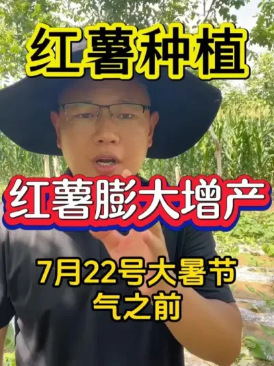 进入7月份红薯膨大增产秘诀就在这里 #红薯 #红薯种植 #红薯高产种植 #红薯高产种植技术 #红薯高产