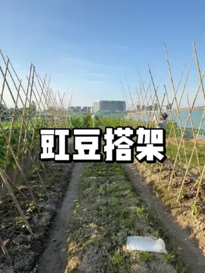 豇豆怎么搭架子，如何搭牢固 