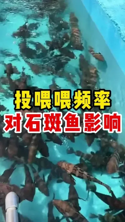 投喂频率对石斑鱼的影响 #水产养殖 #养鱼日记 #石斑鱼养殖技巧 #石斑鱼 #三农 l@抖加🔥上热门🔥dou+🔥热点宝
