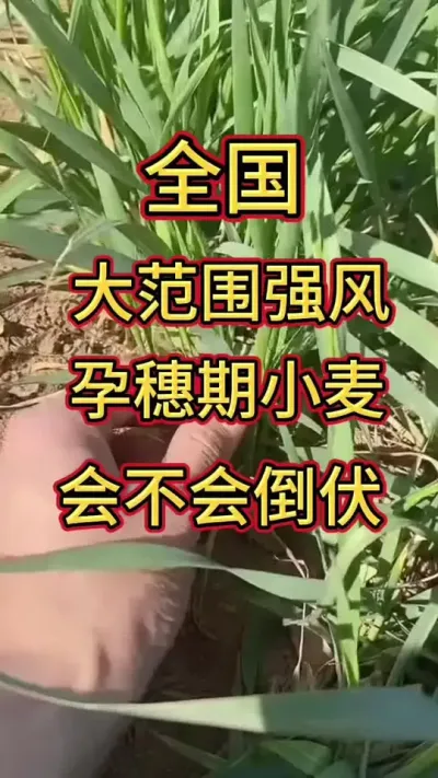 小麦#小麦