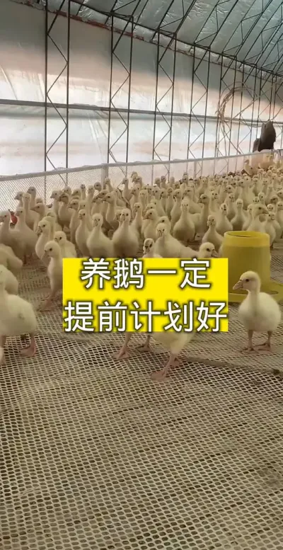 #养鹅技术分享 #科学养鹅 #养鹅 #鹅