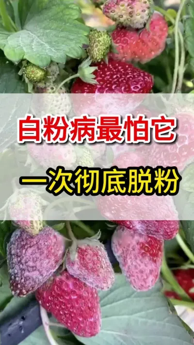 草莓白粉病治疗配方 草莓白粉病，这一瓶一壶水打住，快速脱粉#抖音助农 #草莓种植 #三农 #白粉病