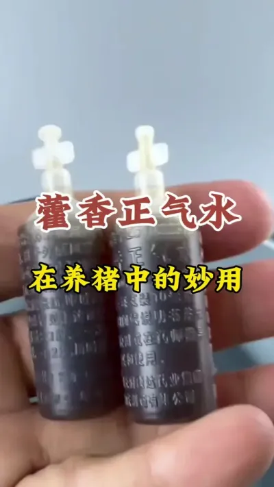 藿香正气水在养猪中的妙用 #猪喂什么饲料长得最快 #服务三农支持三农 #所有养猪人 #养猪技术小知识 #每天分享养殖技术和经验