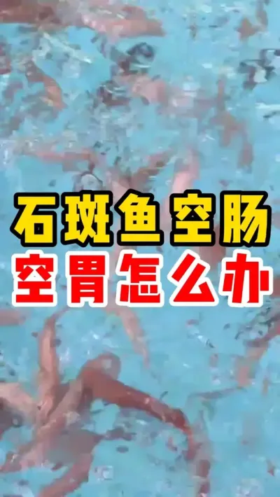 石斑鱼空肠空胃怎么办 #水产养殖 #石斑鱼 #养鱼日记 #东星斑 #高密度养殖 @抖加🔥上热门🔥dou+🔥热点宝