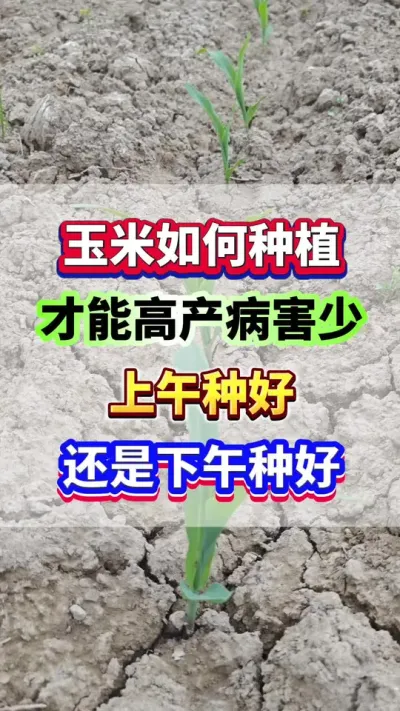 玉米上午种产量高？还是下午种出苗更齐？#玉米种植 #玉米高产 #玉米种植管理技术 #玉米施肥